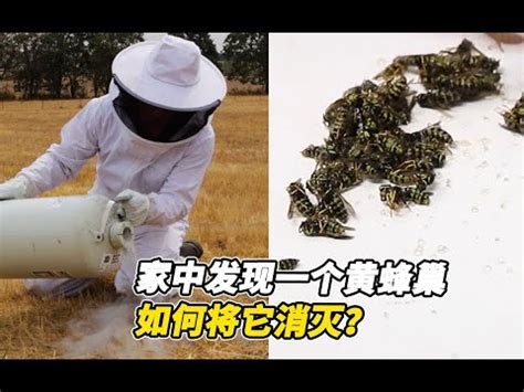 蜜蜂家裡築巢|2024蜂巢處理最新指南